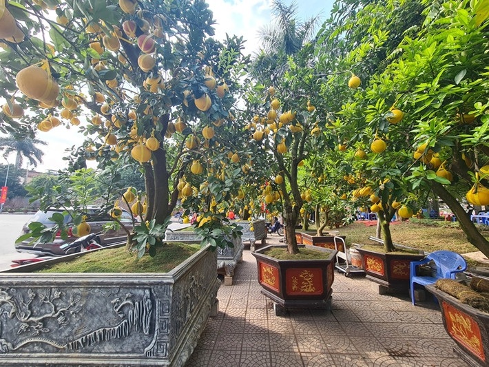 Để có những gốc bưởi Diễn cổ thụ đẹp, mang nét độc đáo, các nhà vườn phải bỏ thời gian, công sức, chăm sóc tỉ mỉ và vất vả.