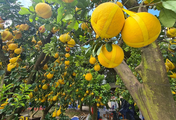 Những gốc bưởi Diễn cổ thụ chờ "đại gia" rước về chơi Tết.