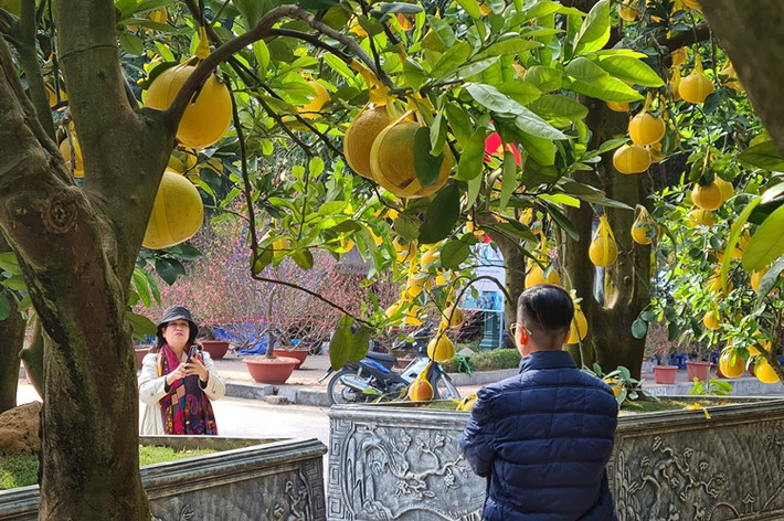 Người dân thích thú, chụp ảnh kỷ niệm với những gốc bưởi Diễn cổ thụ.