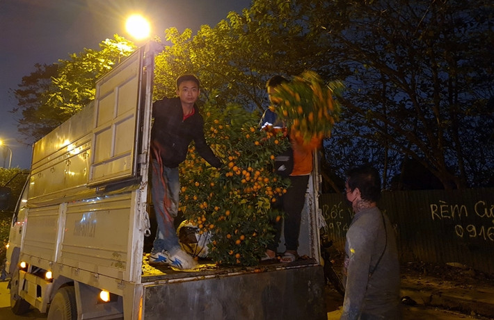 Theo chia sẻ của một số tiểu thương, giá quất cảnh năm nay giảm xuống bất ngờ, người bán chỉ mong sao gỡ lại được vốn.