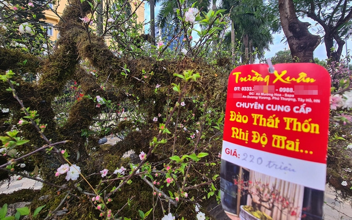 Người chơi sẽ phải trả 220 triệu đồng nếu muốn sở hữu 9 cây mai "quy tụ" này.