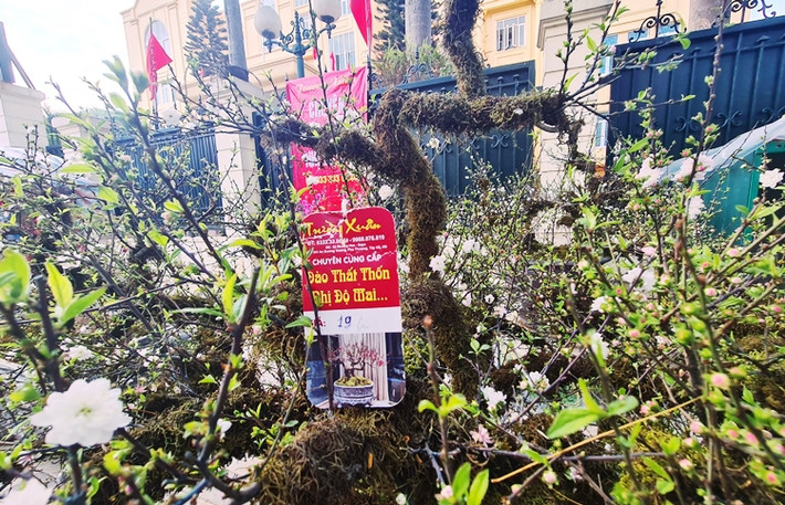 Một cây nhất chi mai khác được chủ vườn chào bán với giá 19 triệu đồng.