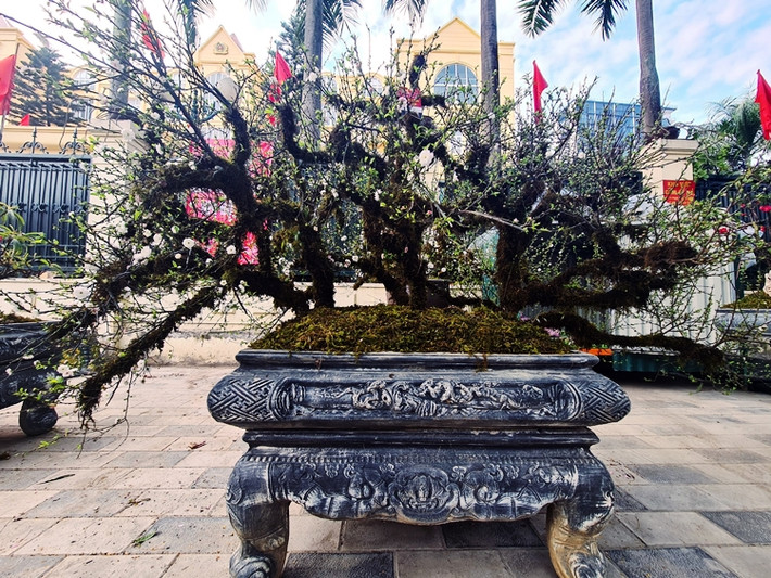 Bên cạnh “Nhất chi mai - Cửu long quy tụ”, nhà vườn còn bán một số chậu mai khác, giá giao động từ vài triệu đến vài chục triệu, nhằm phục vụ nhu cầu của người chơi dịp Tết.