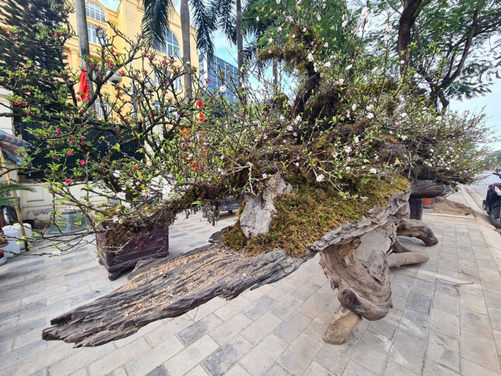 Tác phẩm này được người chủ gọi là “Nhất chi mai - Cửu long quy tụ”. Cây mai được người chủ vừa lên ý tưởng, vừa thực hiện và chăm sóc tỉ mỉ khoảng 1 năm ở Sa Pa.