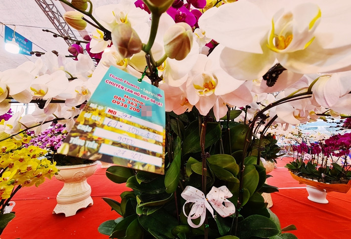 Những chậu lan hồ điệp được bán với các mức giá khác nhau, tùy vào nhu cầu của khách hàng.Trung bình một chậu lan hồ điệp tại một cửa hàng trên đường Lê Quang Đạo bán giao động từ 19-32 triệu đồng/chậu. Trong đó, cũng có chậu lan hồ điệp giá cả trăm triệu đồng.