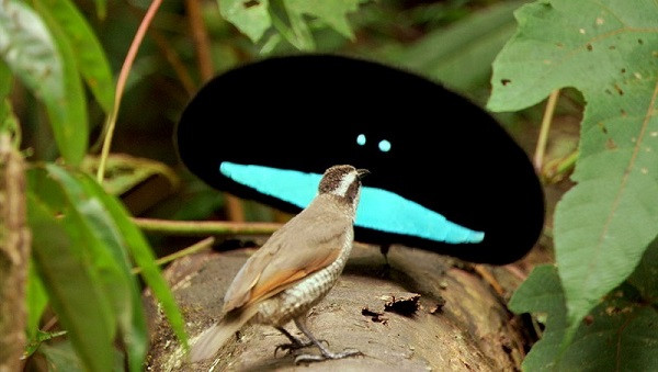 Greater lophorina sống tại các khu rừng mưa của New Guinea và Indonesia. Loài chim này có bộ lông đặc biệt, có thể phát quang trước ngực, giống như một viên "ngọc lam huỳnh quang". Để thu hút con mái, con trống phải trình diễn những điệu nhảy hết sức kỳ quặc và phức tạp bậc nhất trong thế giới các loài chim để thu hút con mái.