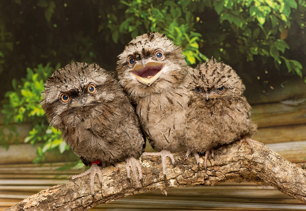 Chim Potoo sinh sống trong rừng rậm Amazon. Ngoài ra, Potoo cũng sinh sống ở các nước như Mexico và Argentina. Loài này gây ấn tượng với đôi mắt to, miệng rộng, và luôn trố mắt há mồm trông có vẻ hơi “ngố”.