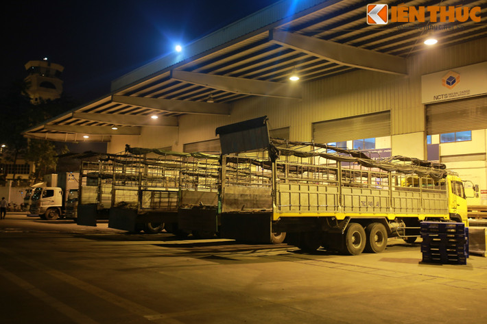 Tối muộn ngày 20/4, 400 con bò sữa cao sản được Vinamilk nhập khẩu từ Australia đã về đến Cảng hàng không Quốc tế Nội Bài. Tại ga hàng hóa xuất Nội Bài thời điểm 21h30 tối qua, nhiều xe tải được xếp sẵn, chờ những "cô bò" xuống sân bay từ chuyên cơ của hãng Singapore Airlines.