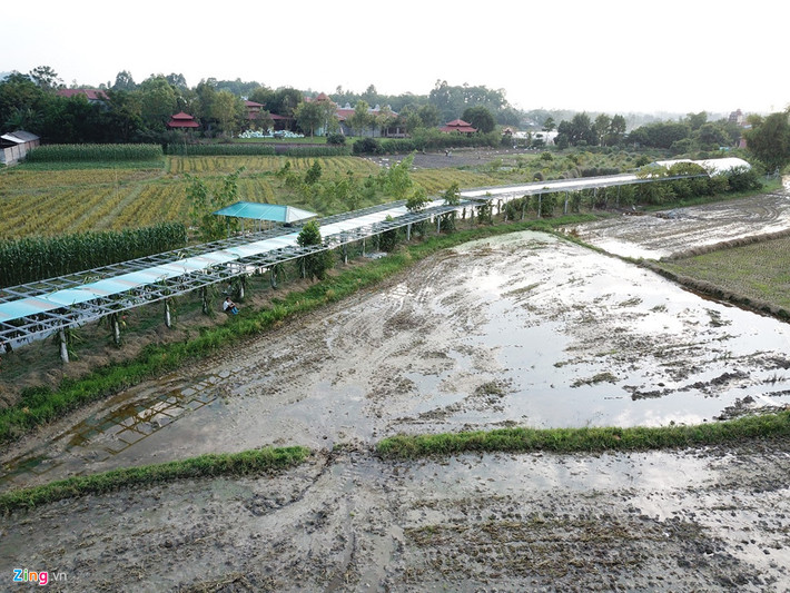 Sư Toàn đang sở hữu một vườn thanh long dài hơn 100 m có mái che được quy hoạch đấu nối với đất chùa.