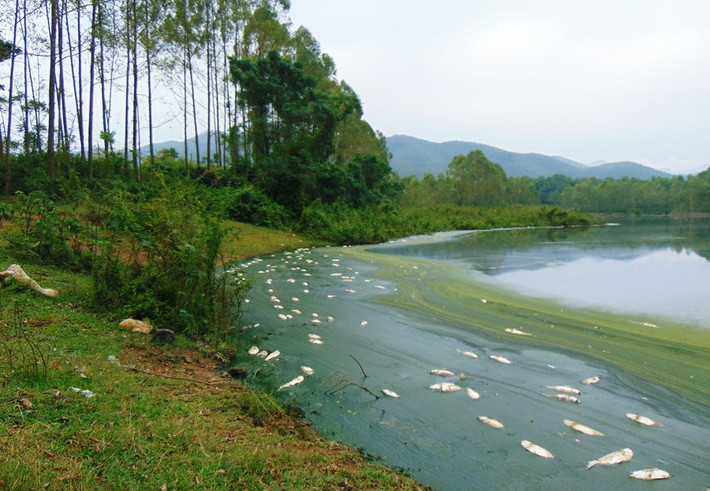 Như Kiến Thức đã phản ánh, người dân ở xã Đồng Lương (huyện Cẩm Khê, tỉnh Phú Thọ) đang vô cùng bức xúc trước việc Công ty TNHH MTV Gia cầm Hòa Phát Phú Thọ đóng trên địa xả thải gây ô nhiễm môi trường, khiến nước hồ Ngả 2 bị chuyển màu xanh lè, đen kịt ở nhiều đoạn.