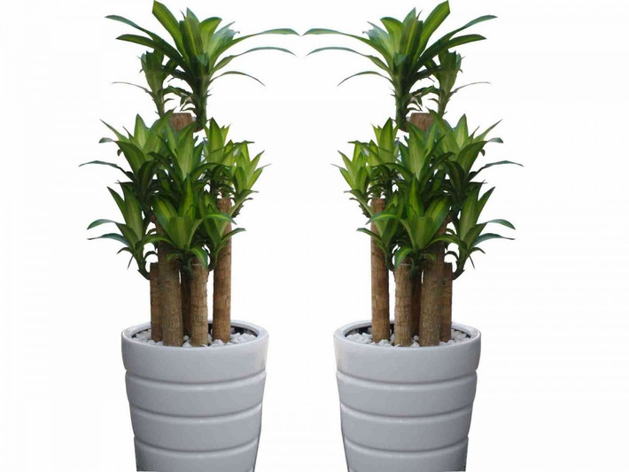 Đây là loại cây thân thẳng có lá mọc quanh thân với tạo hình rất thích hợp để trồng trong nhà hoặc văn phòng. Lá thiết mộc lan dài, tương đối giống lá ngô nhưng ngắn và dày hơn, lá không có lông và có màu xanh bóng. Ngoài ý nghĩa về phong thủy, cây thiết mộc lan còn có tác dụng thanh lọc không khí, mang đến sự thoải mái và không gian xanh mát.