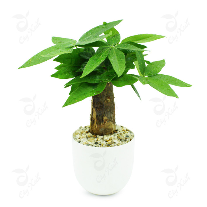 Loại cây phong thủy này có ý nghĩa rất tốt trong phong thủy, nó được coi là biểu tượng của tiền vàng, sự giàu có và sung túc, nên còn được mệnh danh là cây phát tài phát lộc. Cây rất dễ chăm sóc, có thể sống được cả trong môi trường trong nhà hoặc ngoài sân vườn, thậm chí sống trong cả phòng lạnh, cây nhỏ có thể để bàn, ngoài tác dụng đem lại tài lộc, còn có thể đuổi muỗi.
