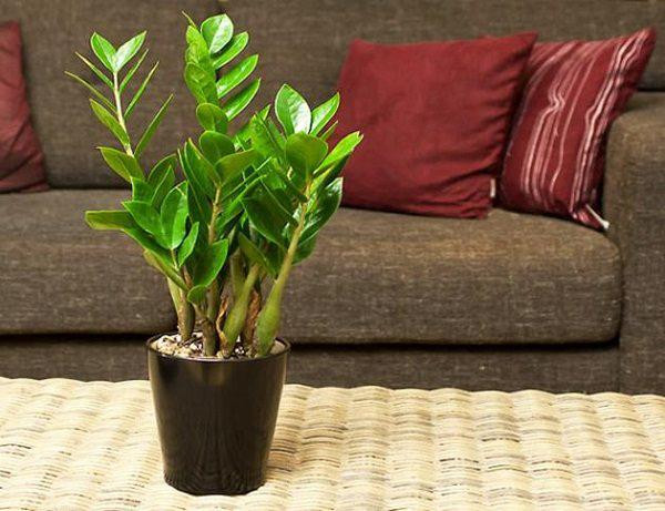 2. Cây kim tiền (kim phát tài): Đây là loại cây rất được ưa chuộng trồng trong văn phòng và nhà ở hiện nay. Cây có thân rễ, lá kép lông chim, dạng thuôn bầu dục nhọn hai đầu, màu xanh lục sáng bóng, dày rất đẹp. Cụm hoa dạng mo, mọc từ gốc, ngắn.