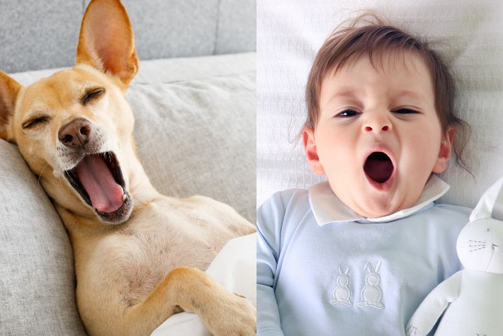 Con người có thể ngáp lây từ nhiều loài động vật khác nhau – không chỉ từ thú cưng mà họ yêu quý và hiểu rõ. Điều này cho thấy ngáp giúp chúng ta kết nối và hiểu nhau, dù là với người khác hay động vật. Ảnh:National Custom Compounding