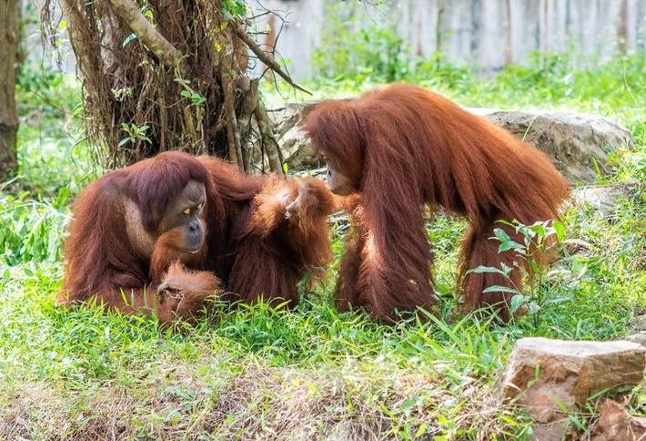 Năm 2018, các nhà nghiên cứu đã báo cáo rằng đười ươi Sumatra thay vì kêu báo động khi nhìn thấy một kẻ săn mồi tiềm năng, chúng tạo ra tiếng động để dạy cho con non rằng việc gặp phải một loài động vật như vậy là nguy hiểm.