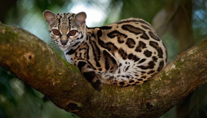 Margays phát ra tiếng hét bắt chước tiếng kêu của một con khỉ tamarin chân đen (Saguinus bicolor). Điều này dụ những con trưởng thành mạo hiểm đi về phía tiếng kêu để giải cứu con non. Khi chúng đã đủ gần, con mèo sẽ lao tới. Ảnh:Love my catz
