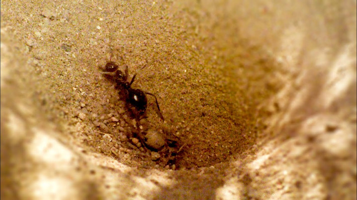 10.Bẫy cát: Ở những vùng ấm áp và khô cằn trên thế giới, kiến sư tử (Myrmeleontidae) tạo ra những hố cát không thể thoát ra để bẫy những loài côn trùng nhỏ, chủ yếu là kiến.Ảnh:Youtube