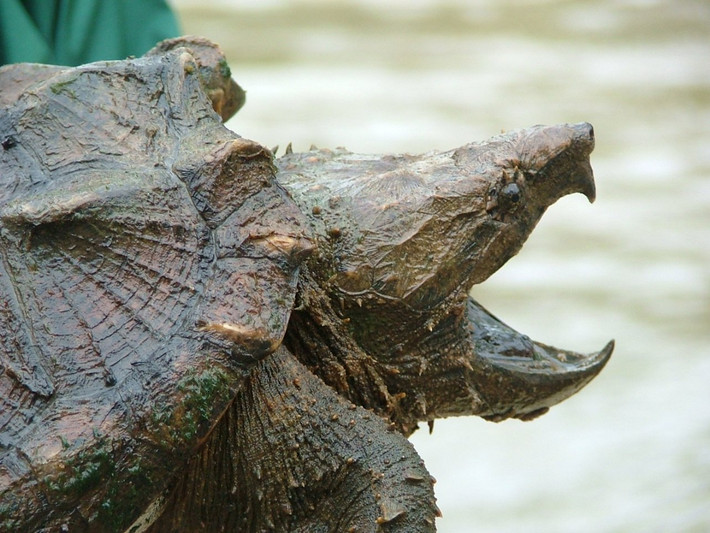9.Rùa có lưỡi tinh quái: Rùa cá sấu (Macrochelys temminckii) là loài rùa nước ngọt lớn nhất, chỉ được tìm thấy ở các con sông nước ngọt của Mỹ. Tên gọi thông thường của chúng xuất phát từ phần gờ lớn ở mặt sau của lớp mai cứng khiến chúng trông giống như một con cá sấu khi nhìn từ trên xuống.Ảnh:Center for Biological Diversity