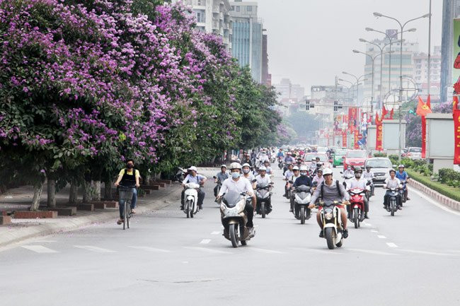Khắp các con phố ở Hà Nội khi tháng 5 về lại bừng lên sắc tím dịu dàng của hoa bằng lăng phần nào xoa dịu đi cái oi nóng của mùa hè.