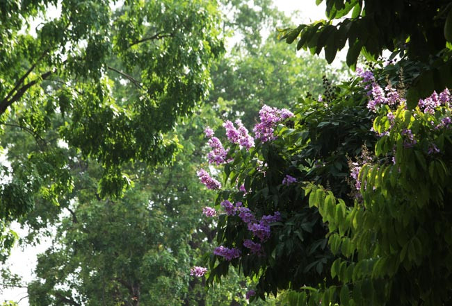 Hoa bằng lăng có nguồn gốc từ Ấn Độ với màu sắc đẹp nên thường được trồng phổ biến ở các tỉnh thành.