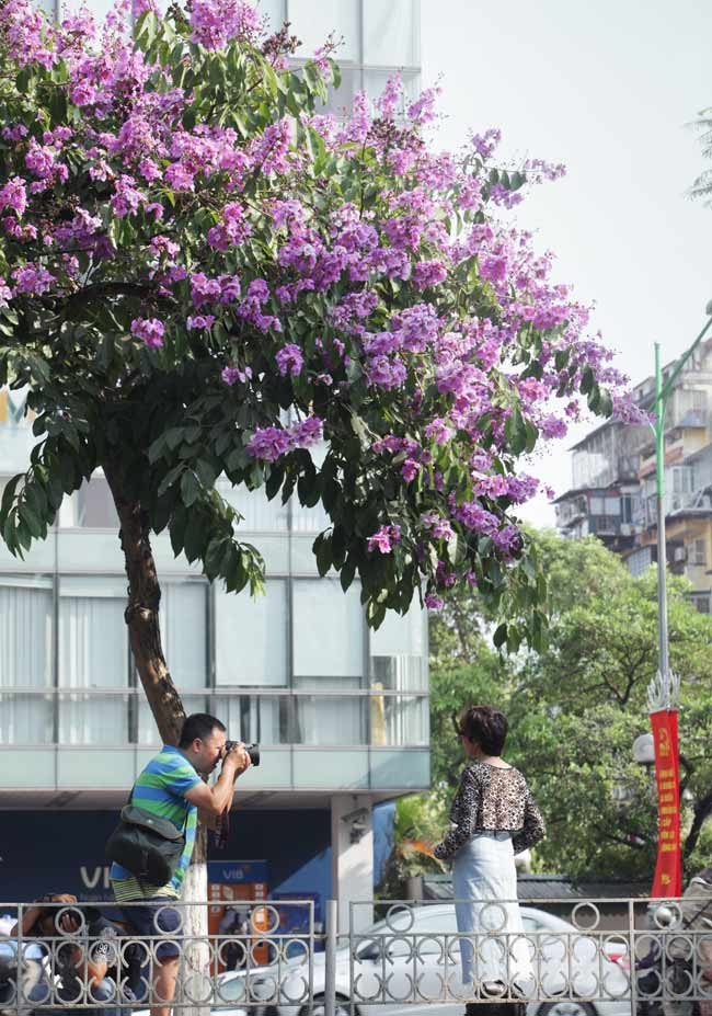 Những tuyến phố như Trần Thái Tông, Kim Mã, Tô Hiệu... như nhuộm tím một góc trời. Đây cũng là thời điểm, người người đến chụp ảnh để lưu lại khoảnh khắc thơ mộng này.