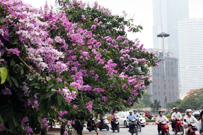 Người Hà Nội được thả hồn và say đắm trước sắc tím rợp trời của hoa bằng lăng.