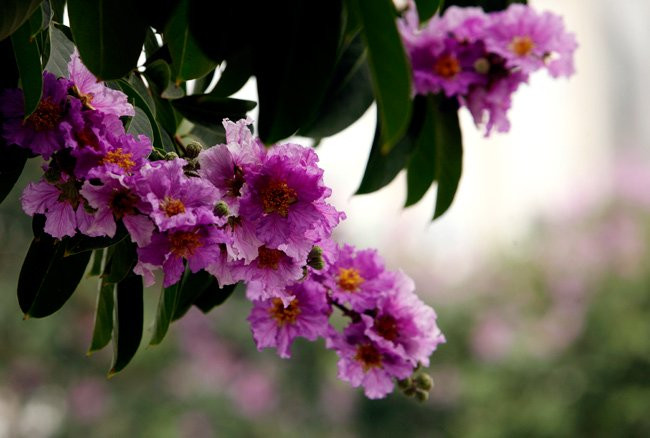 Bằng lăng là một loài cây thân gỗ thẳng, nhẵn nhụi, phân nhánh cao và có tán cao, dày; lá có màu xanh lục hình oval dài từ 8 – 15 cm và rụng theo mùa. Hoa bằng lăng có màu tím nhạt, có 6 cánh hoa mỏng như xác pháo và mọc thành từng chùm.