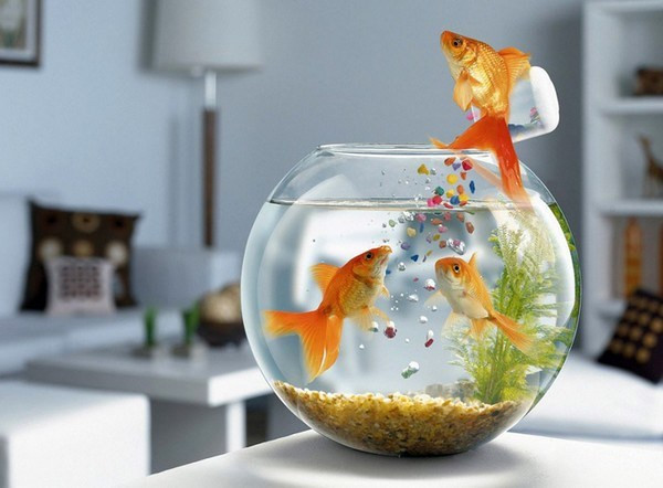 Cá vàng biểu tượng cho sự thông minh, trầm lắng và cuộc sống dài lâu. Nó thường xuất hiện và có ý nghĩa trong nhiều tín ngưỡng tôn giáo khác nhau: Đặt bể cá vàng trong nhà sẽ giúp gia chủ có nhiều tiền của, may mắn dồi dào do nó có thể thu hút nguồn sinh khí tài lộc mạnh mẽ từ đất trời. Ở thời Ai Cập cổ đại, cá vàng là nguồn động lực nhằm cổ vũ tinh thần cho con người. Nó cũng mang lại niềm hạnh phúc trong cuộc sống hôn nhân hoặc các mối quan hệ ngoài xã hội theo quan điểm Hy Lạp.