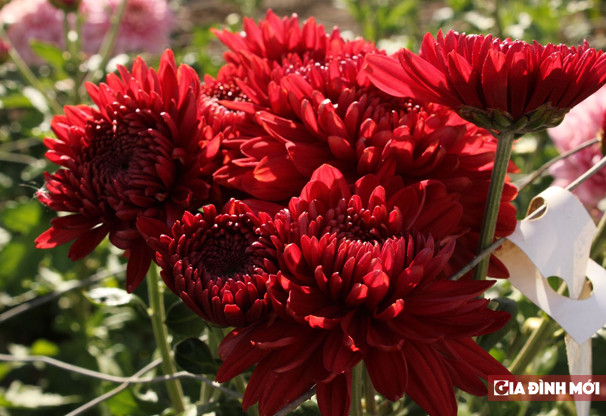 Australia: Hoa cúc: Ở Australia, hoa cúc có tên là "chrysanthemum", chính vì từ kết thúc của loài hoa này là "mum" (từ "Mum" còn dùng để chỉ người mẹ).
