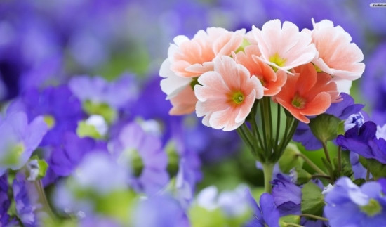 Phương diện sự nghiệp có nhiều quý nhân hỗ trợ, có sự ổn định, vững vàng, được Bồ Tát phù hộ nên cả đời bình an. Mối nhân duyên với người khác phái cũng khá tốt đẹp, những người này dành nhiều tình cảm cho trưởng bối và đồng nghiệp, mối quan hệ với cha mẹ cũng khá tốt.