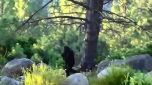 Có tên gọi “đoạn phim Ngày Độc lập”, đoạn video tương đối rõ nét này cho thấy một con Bigfoot to lớn đang đi bộ trong rừng. Người ghi hình và địa điểm quay chính xác vẫn chưa được xác định. Dẫu vậy, nhiều người tinh mắt cho rằng đó chỉ là một người đàn ông mặc bộ đồ khỉ đột mà thôi.