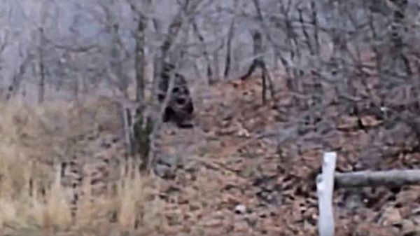 Bigfoot (quái vật chân to) hay còn gọi Sasquatch, là sinh vật trong truyền thuyết của người dân địa phương ở Tây Bắc Thái Bình Dương trong nhiều thế kỷ. Big foot được cho là sống trong rừng, chủ yếu ở Tây Bắc Thái Bình Dương của khu vực Bắc Mỹ. Mặc dù chưa có bằng chứng cụ thể nào chứng minh quái vật này tồn tại nhưng người ta mô tả Bigfoot giống như một con gấu đen. Người lại miêu tả nó giống vượn, lông lá đầy mình, cao khoảng 2-3 m và có bàn chân với kích thước khổng lồ.