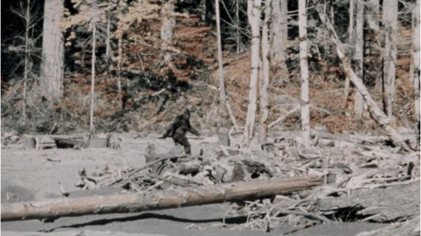Một trong những đoạn phim về Bigfoot nổi tiếng và có ảnh hưởng nhất là do Roger Patterson và Bob Gimlin ghi lại ở Bắc California vào năm 1967. Ngay cả khi được phóng to, người xem cũng không thể xác định được đó là một người mặc bộ đồ khỉ đột hay là một con Bigfoot thật sự.