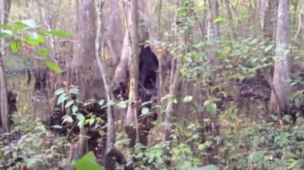Một người dân ở vùng Mississippi có tên là Josh Highcliff đã ghi lại hình ảnh của một sinh vật được cho là Bigfoot khi đi săn trong tư gia của mình vào năm 2013. Vì quá sợ hãi, anh Highcliff đã đăng tải đoạn phim lên YouTube để yêu cầu nhận dạng sinh vật này. Một người leo núi tại Utah Hills gần Provo Canyon vào năm 2012 đã bất ngờ phát hiện một sinh vật to lớn ở trong rừng. Khi anh ta đến gần, con vật đó đã đứng lên bằng hai chân và bắt đầu ném đá vào anh ta, một hành vi được cho là tương đối phổ biến của Bigfoot.