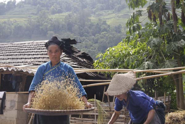 Tháng 9 dương lịch là thời điểm mà bà con nơi đây thu hoạch lúa mùa.