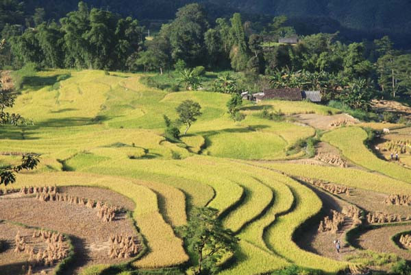 Ruộng bậc thang Hoàng Su Phì không chỉ mang những giá trị về mặt vật chất mà còn mang nhiều giá trị về lịch sử, văn hoá và giá trị thẩm mỹ cao. Những thửa ruộng bậc thang nơi đây là tư liệu sản xuất cũng là minh chứng rõ ràng nhất về lịch sử cư trú từ bao đời nay của đồng bào các dân tộc trên vùng đất Hoàng Su Phì.