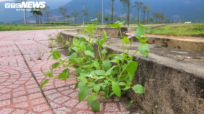 Nhiều hạng mục đã xuống cấp, cây cỏ chen nhau mọc khắp các tuyến đường giao thông tại dự án. (Ảnh: VTC News).