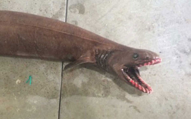 Các ngư dân đã bắt được một con cá mập thằn lằn (Chlamydoselachus anguineus) tại vùng biển ngoài khơi Victoria, Australia. Quái vật xấu xí này có tới 300 chiếc răng nằm trên 25 hàng khác nhau.