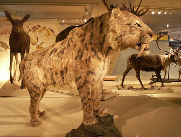 Hổ răng kiếm Smilodon: Smilodon là một chi tuyệt chủng của mèo răng kiếm được coi là đã sống trong khoảng thời gian từ 3 triệu đến 10.000 năm trước tại Bắc và Nam Mỹ.
