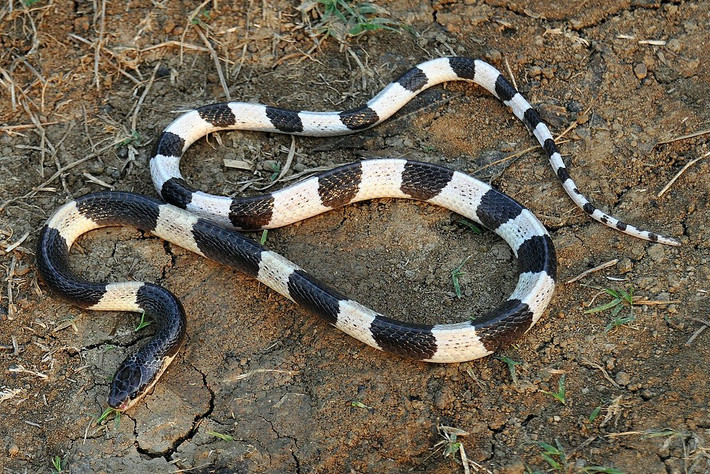9. Rắn cạp nia (Bungarus candidus). Với các khoang đen trắng xen kẽ, kéo dài khắp cơ thể. Rắn trưởng thành có chiều dài trung bình hơn 1m có con dài tới 2,5m. Sống chủ yếu ở vùng đồng bằng ẩm ướt thuộc các tỉnh miền Trung và miền Nam.