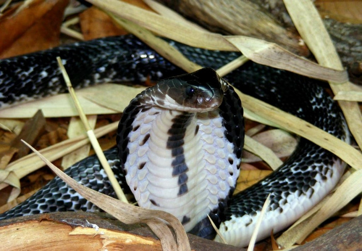5. Rắn hổ mang xiêm (Naja siamensis) hay còn gọi là rắn hổ mang bành, rắn hổ mèo. Chúng là loài rắn có nọc độc gây chết người, vô cùng hung dữ, hay phát ra tiếng kêu đe dọa kẻ thù. Ai bị loài rắn độc này cắn thì chỉ khoảng 30 phút sau sẽ tử vong do chất độc làm suy hô hấp, dẫn đến ngạt thở và làm tê liệt hoạt động của cơ hoành. Chúng phân bố chủ yếu ở Nam Trung Bộ và miền nam. Ảnh: toplist.vn.