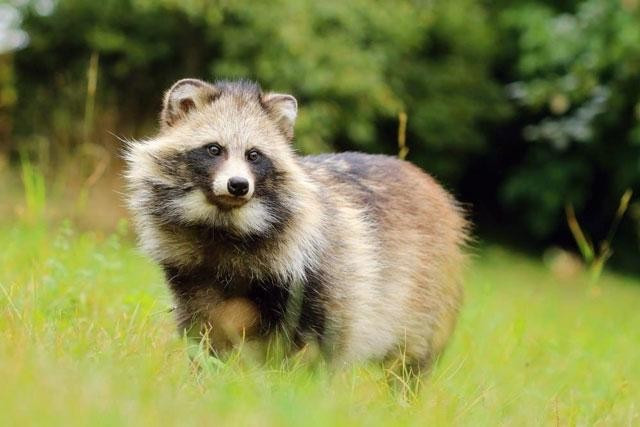 6. Lửng chó: Hay được gọi là Tanuki là một loài động vật bản địa ở Đông Á và là loài duy nhất còn tồn tại của chi Nyctereutes. Đây là loài động vật leo trèo rất giỏi và chúng sống chủ yếu trên các nhánh cây cao.