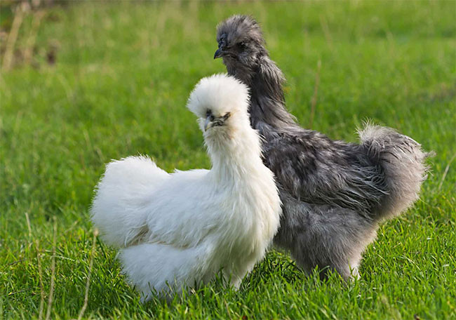 1. Gà lông lụa: Hay còn gọi là gà Silkie là một giống gà có nguồn gốc từ Trung Quốc. Sở dĩ có cái tên này là do bộ lông của chúng giống như tơ và đặc biệt là da, thịt, xương của chúng đều có màu đen.
