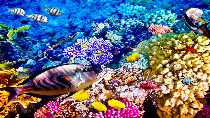 Di sản thế giới Great Barrier Reef - hệ sinh thái rạn san hô lớn nhất thế giới - là nơi cư trú của 1.625 loài cá. Nếu có thể, hãy ở lại vài ngày trên đảo Lizard, nơi có các điểm lặn nổi tiếng như Cod Hole và 24 bãi biển hẻo lánh. Đến Cairns, bạn có thể đi tàu trên tuyến đường sắt Kuranda Scenic Railway xuyên qua những đường hầm và rừng mưa cổ. Đi cáp treo Skyrail Rainforest Cableway, bạn sẽ được chiêm ngưỡng quang cảnh Khu di sản thế giới Wet Tropics. Ảnh: Business Insider.