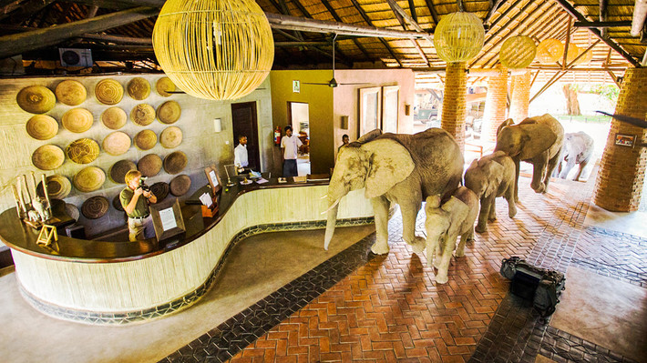 Tháng 5 đến tháng 11 hàng năm, động vật hoang dã của Zambia lại đổ về những khúc sông và hồ nước. Nếu đến đây vào tháng 11, hãy ngụ tại khách sạn Mfuwe Lodge để tận mắt chứng kiến cảnh tượng kỳ thú: đàn voi đủng đỉnh diễu qua quầy lễ tân tiến ra vườn ăn xoài chín. Từ tháng 11 đến tháng 12, đàn dơi ăn quả châu Phi trên đường di cư sẽ đáp xuống một góc tại công viên quốc gia Kasanka. Ngoài ra, hãy thử đến thăm thác Victoria và thử cảm giác mạo hiểm khi bơi ở mép thác, việc bạn chỉ có thể làm trong những tháng khô ráo. Ảnh: Natural World Safaris.