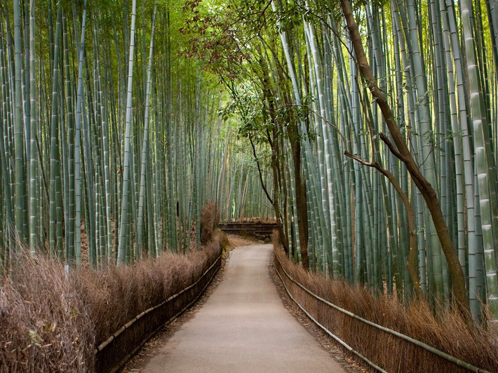 7. Rừng tre Sagano (Nhật Bản): Nằm ở ngoại ô của thành phố Kyoto là một ốc đảo yên tĩnh, nơi có rừng trẻ Sagano. Công viên này ngày càng thu hút đông khách du lịch trong những năm gần đây. Ưu điểm của nó là khu rừng yên tĩnh với tiếng lá cây xào xạc, gió mát, không khí trong lành. Bạn nên ghé thăm nơi đây vào buổi sáng hoặc tối muộn, không nên đi cuối tuần vì quá đông.