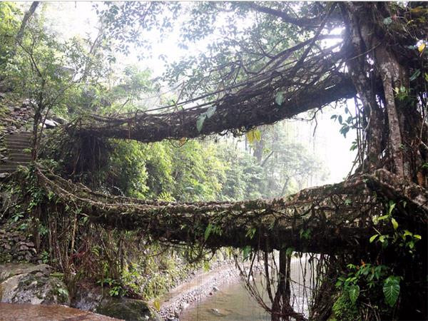 11. Các cây cầu của Cherrapunji (Ấn Độ): Các con sông Swift trải dài trên những rừng nhiệt đới dày đặc của Meghalaya ở Đông Bắc Ấn Độ. Nơi đây cũng có những cây cầu từ chính cành cây, rễ cây được tạo nên bởi người Khasi bản địa. Những cây cầu sống động của Cherrapunji trông giống như những thứ chỉ có trong tưởng tượng nhưng du khách thực sự có thể leo qua một cách dễ dàng và đầy lí thú. Chi phí cho đêm ở nhà nghỉ địa phương sẽ làm bạn trở lại trung bình khoảng 79 USD.