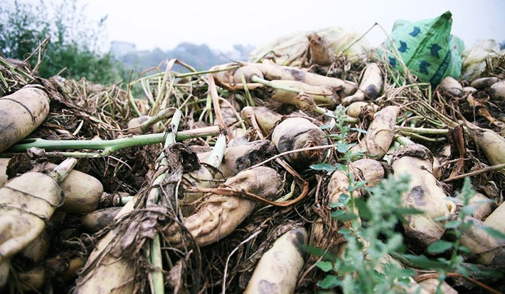Nhiều gia đình trồng củ cải ở xã Tráng Việt mùa này trắng tay. Tiền bán củ cải không bù nổi lại một phần nhỏ tiền mua giống, đó là chưa kể công chăm sóc của người nông dân.