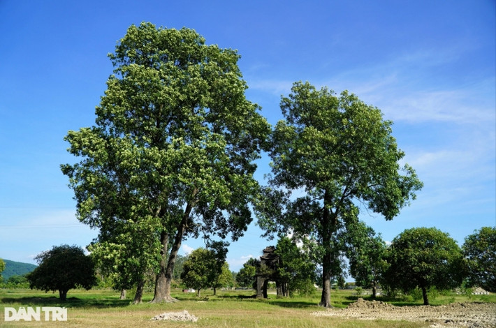 Theo lãnh đạo phường Đức Thuận, địa phương từng có đề xuất bảo tồn, tôn tạo cổng cũng như phục dựng công trình thờ tự. "Việc đầu tư tôn tạo khu di tích khá tốn kém trong khi nguồn ngân sách của phường xã còn eo hẹp, nên qua nhiều năm vẫn chưa thể làm. Khi dự án đường vành đai chạy qua, chính quyền dự kiến kết hợp làm quy hoạch, di chuyển cổng đền đến vị trí mới để bảo tồn”, Chủ tịch UBND phường Đức Thuận chia sẻ. (Ảnh: Dân Trí).