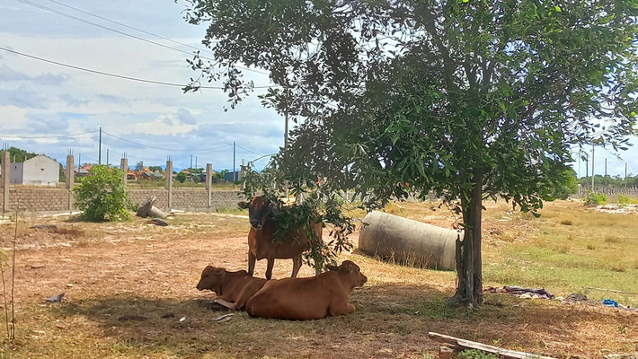 Khuôn viên dự án trở thành nơi chăn thả trâu bò. (Ảnh: Đại Đoàn Kết).